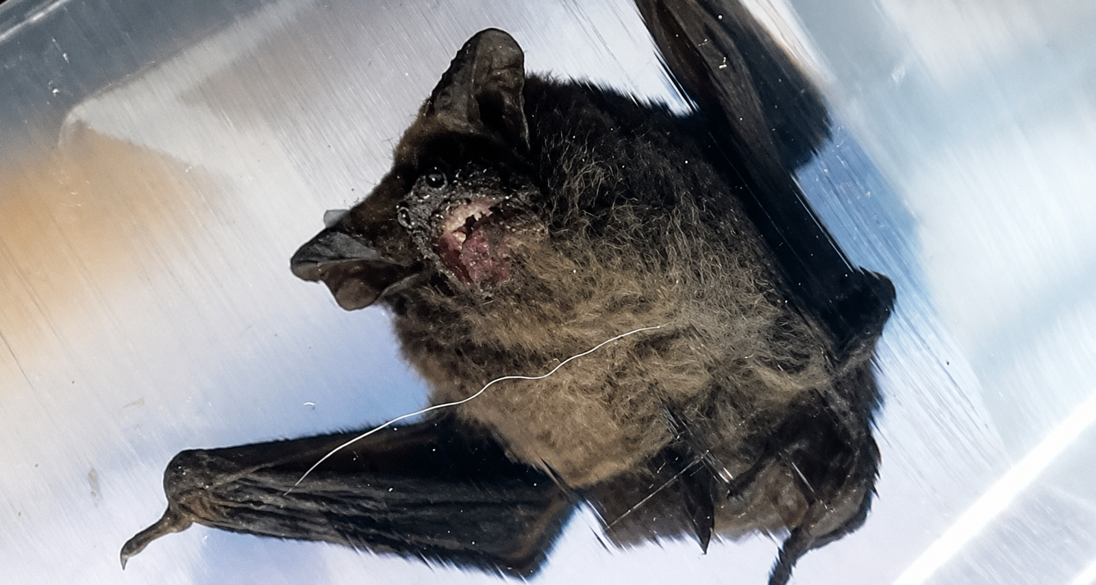 Murciélago con rabia activa medidas sanitarias en Carahue